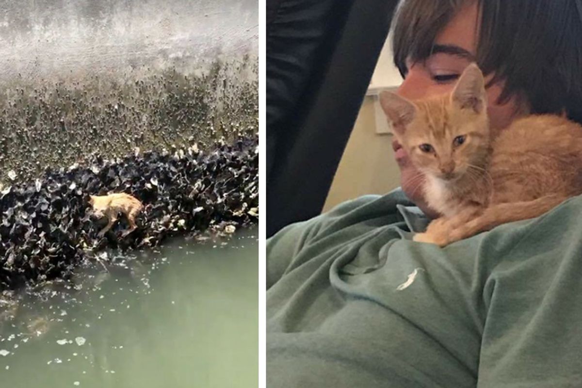 Family Saves Kitten Hanging onto Oysters and The Kitten Couldn't Stop Thanking Them...