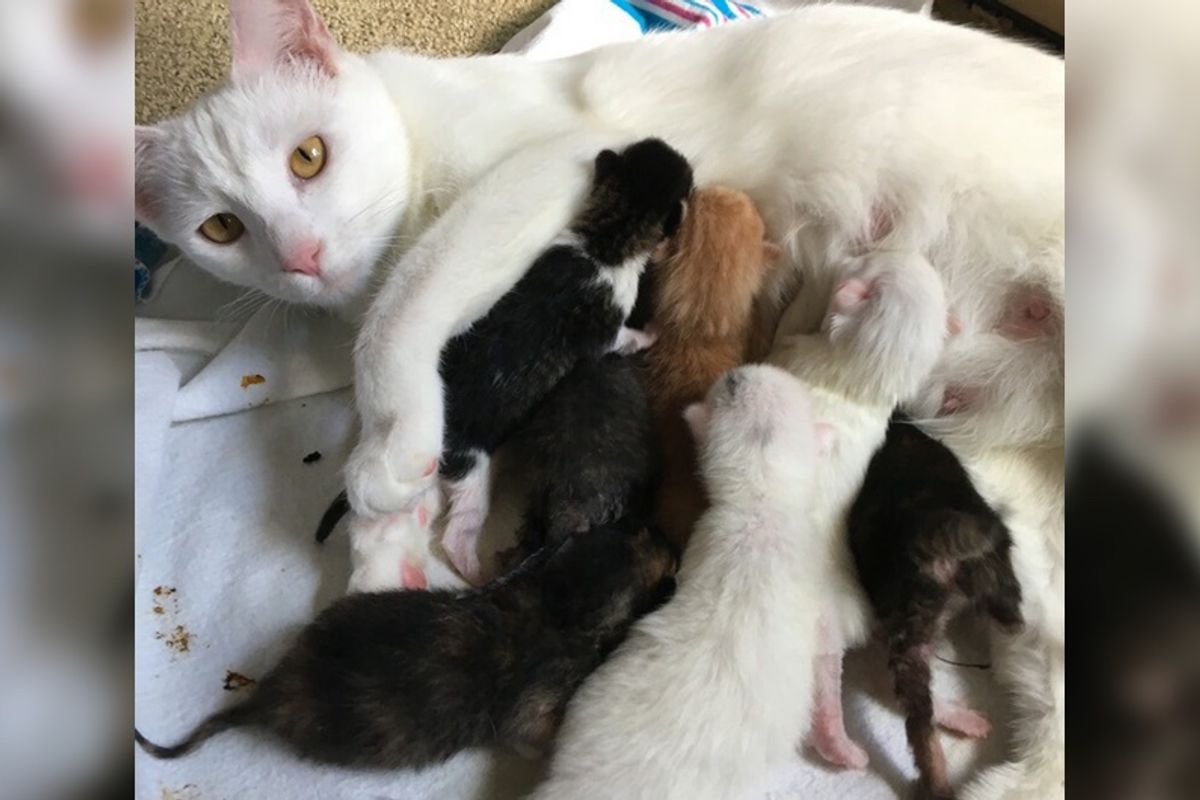 Stray Cat Raised Her Babies and 3 Orphans, Found Them Homes But She's Still Waiting...