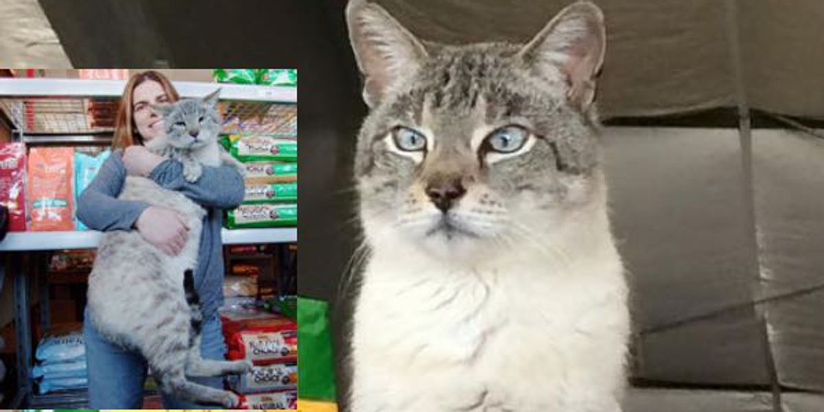 Giant 25 Pound Stray Becomes Store Cat And Helps Other Kitties Get Adopted Love Meow