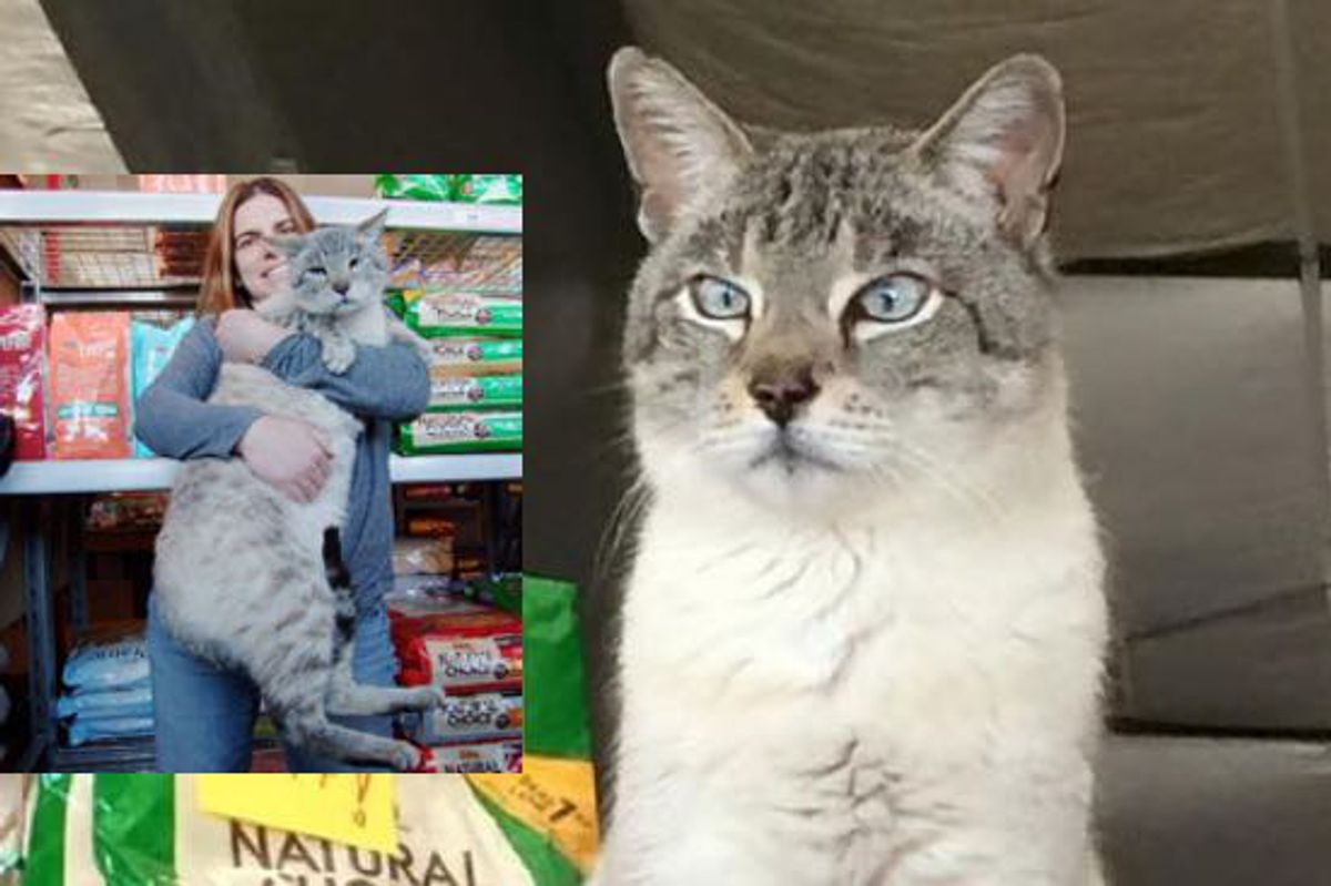 Giant 25 Pound Stray Becomes Store Cat and Helps Other Kitties Get Adopted!