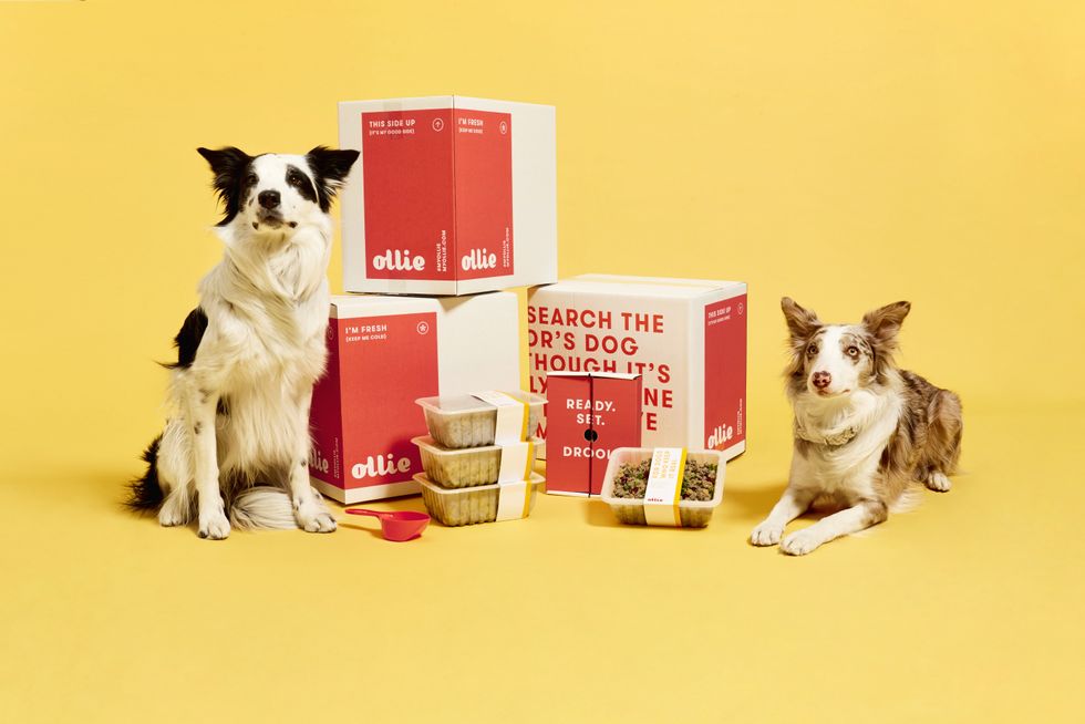Meet Ollie: Custom Doggy Dining Delivered Fresh to Your Door