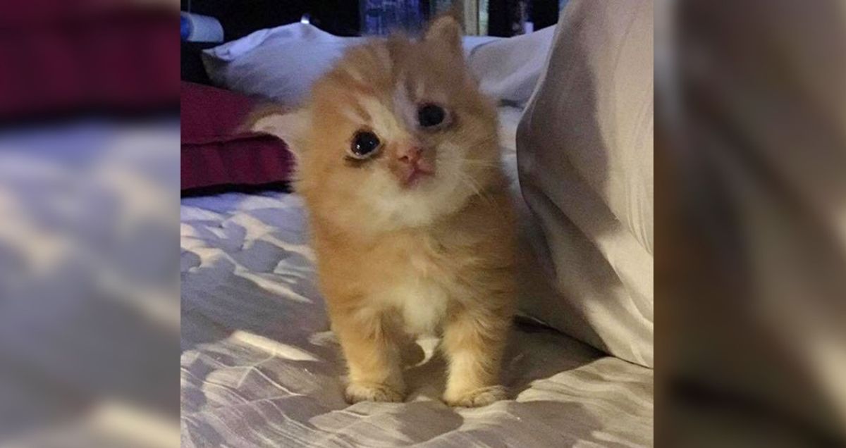 Kitten Lost Only Place He Knew, Tells Foster Mom How Happy He is to Have a Home Again