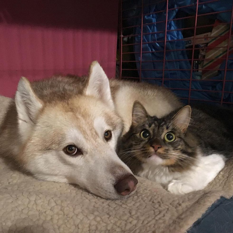 Kitten Saved by Loving Dog Now is Part of Husky Pack... - Love Meow