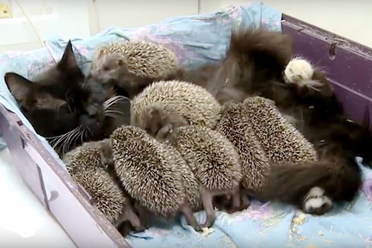 Cat Becomes New Mama to 8 Unlikely Orphaned Babies...