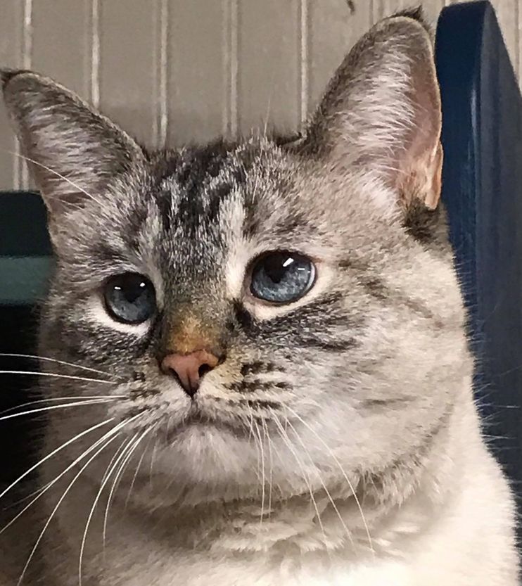 Tiggy, a cat at a city cat cafe! He has a permanent tiny :3 because of his  small overbite. : r/CatSmiles