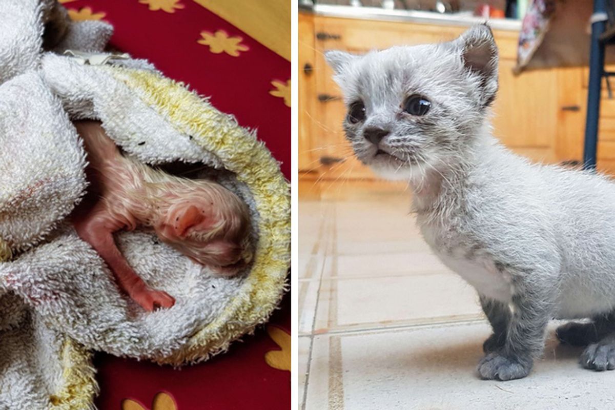 Kitten Found on Roof Meowing for Help Hours After Birth, Now 8 Months Later...
