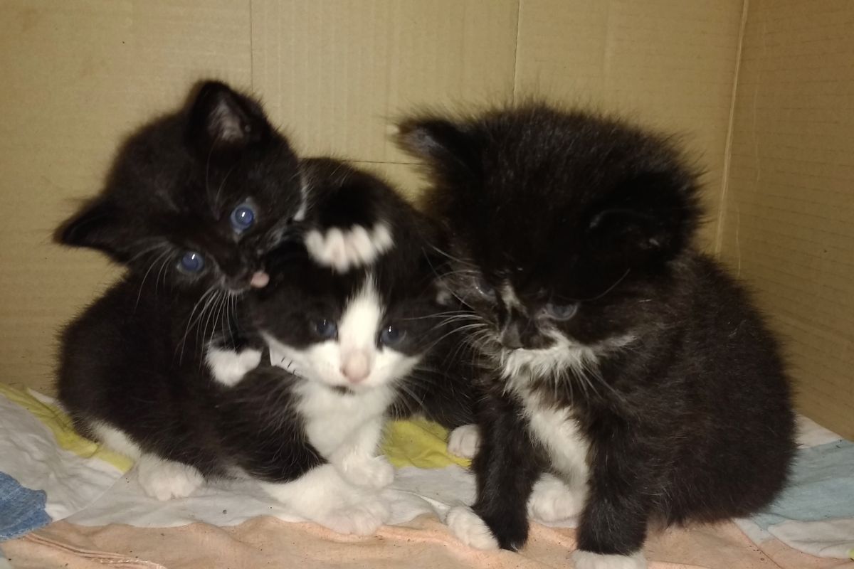 Bus Driver Surprised to Find Three Kittens Onboard and Gets Them Help..