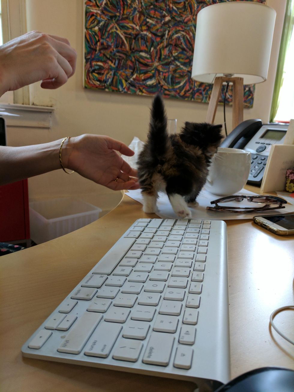 Employee Brings Orphaned Kitten to Work and the Kitty Decides to Offer