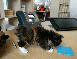 Employee Brings Orphaned Kitten to Work and the Kitty Decides to Offer  Everyone 