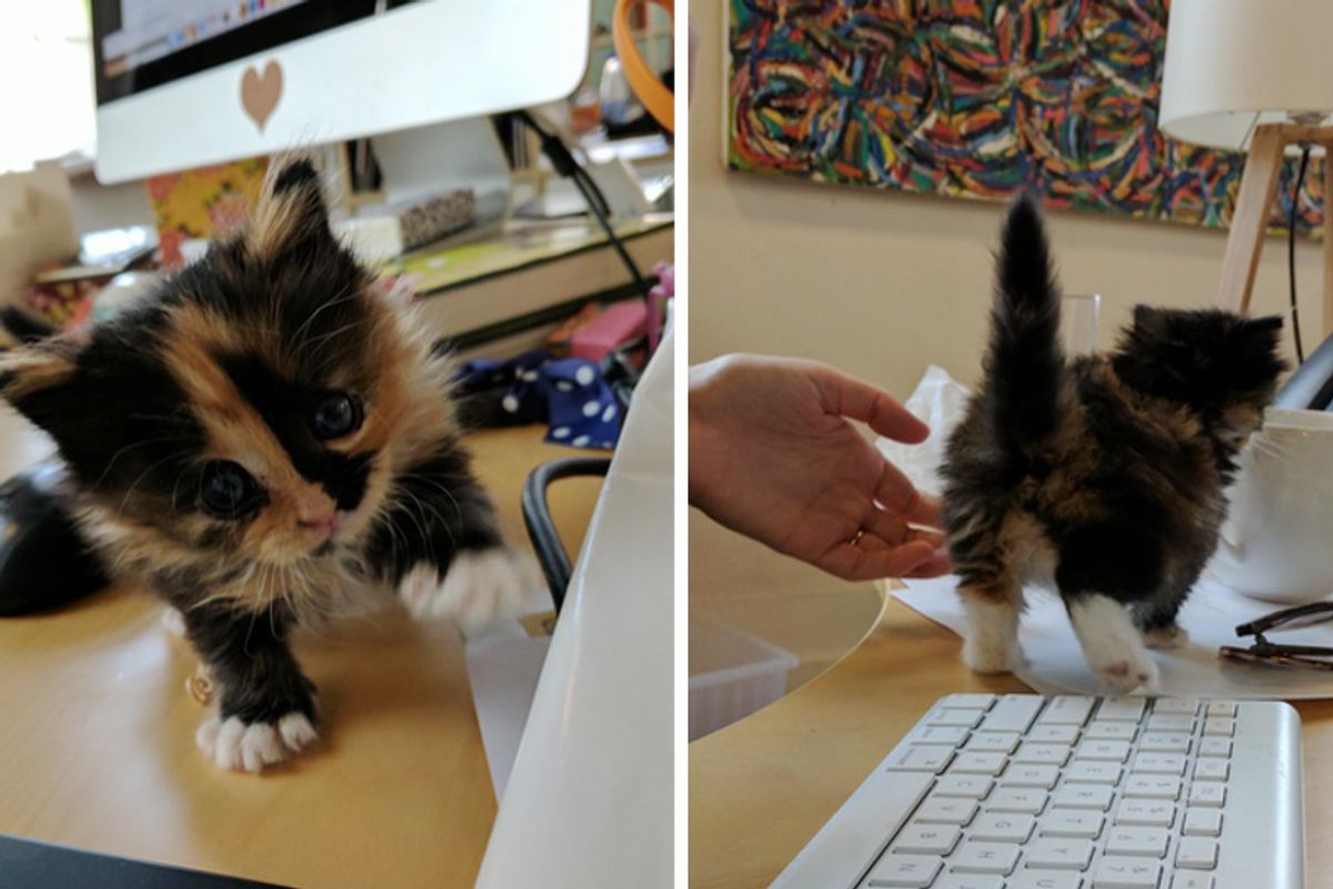 Employee Brings Orphaned Kitten to Work and the Kitty Decides to Offer Everyone "Help"