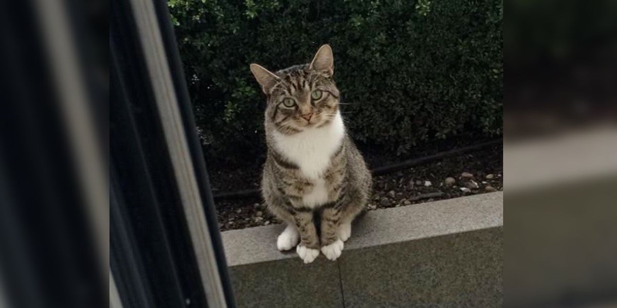 He almost ran the neighbours cat. Кот на свадьбе из полосатый кот.