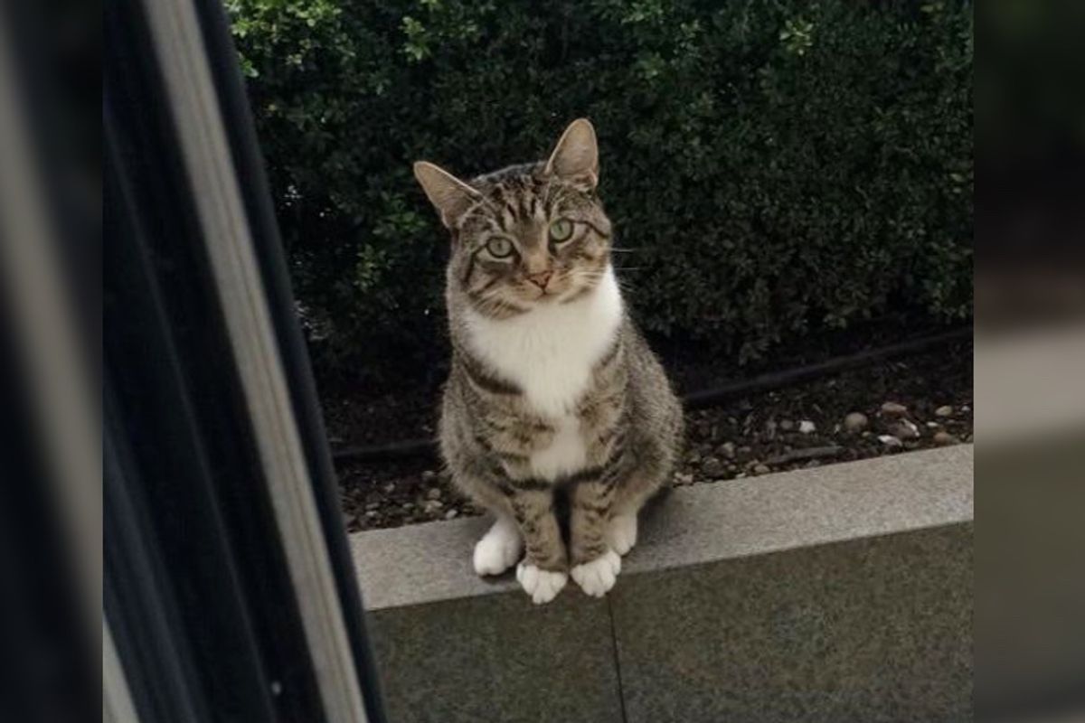 This Kitty Waits Outside His Neighbor's House Every Day So He Can Spend Time with His Best Friend.