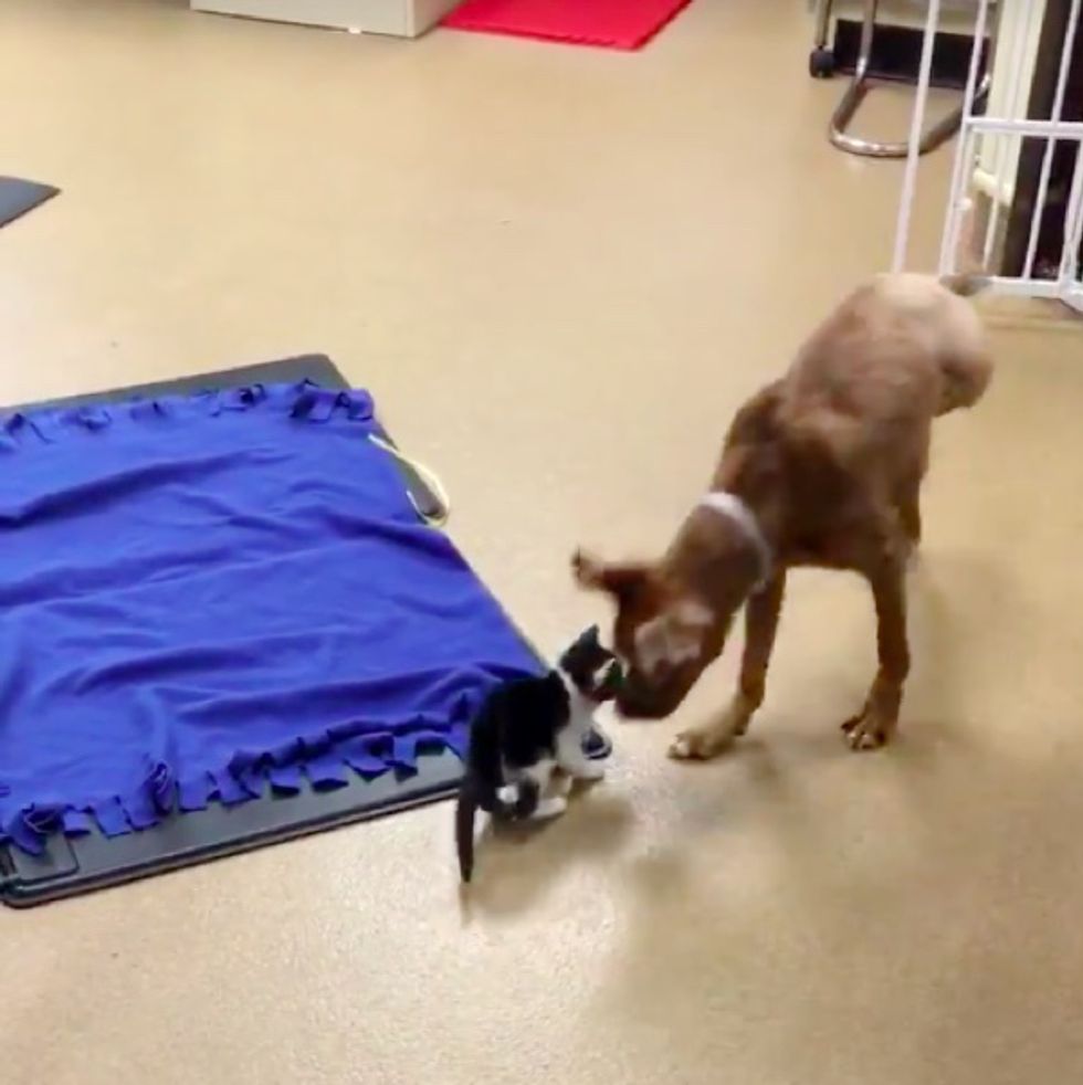 Sick Kitty Finds Comfort in Injured Dog and They Help Each Other Heal Love Meow