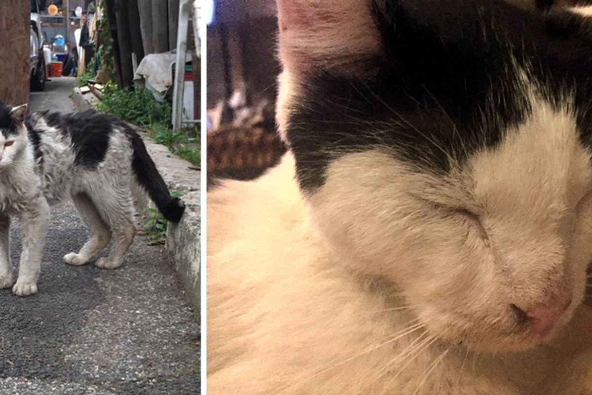 Scrawny Kitty Covered in Dirt, Hobbles Up to Woman Asking for Help...