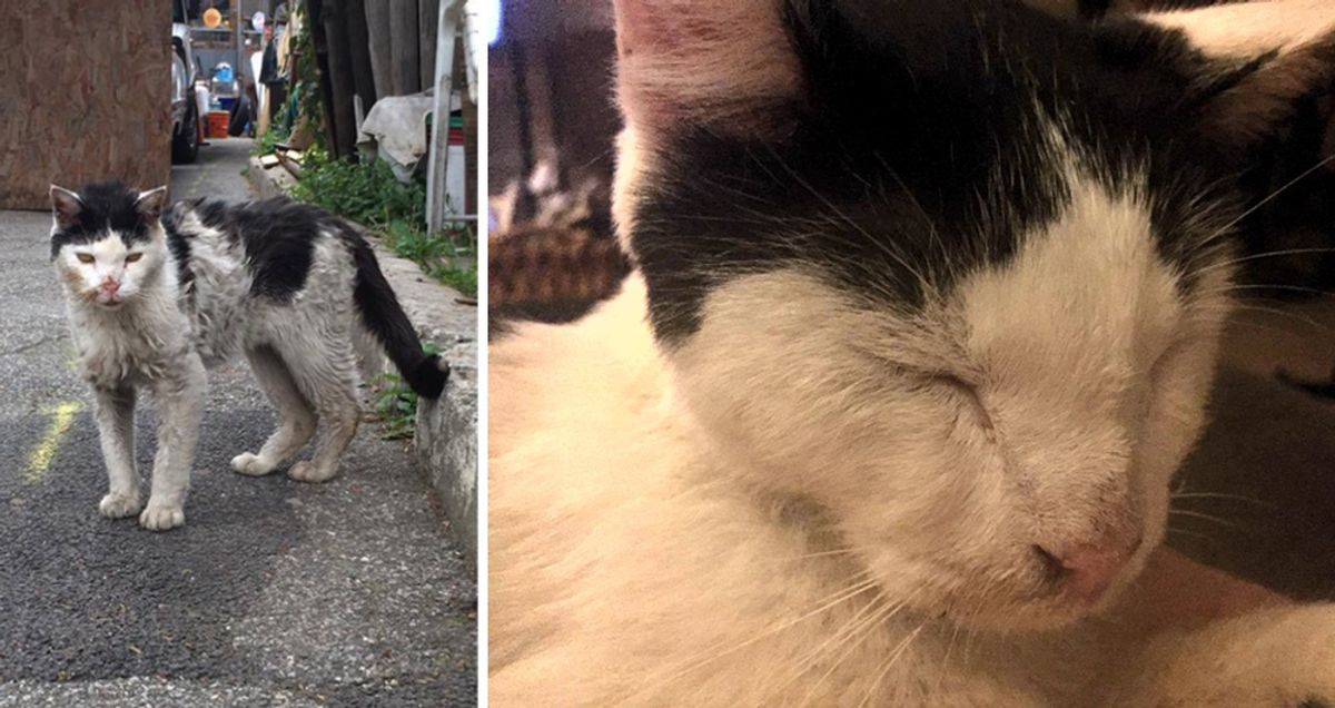 Scrawny Kitty Covered in Dirt, Hobbles Up to Woman Asking for Help...