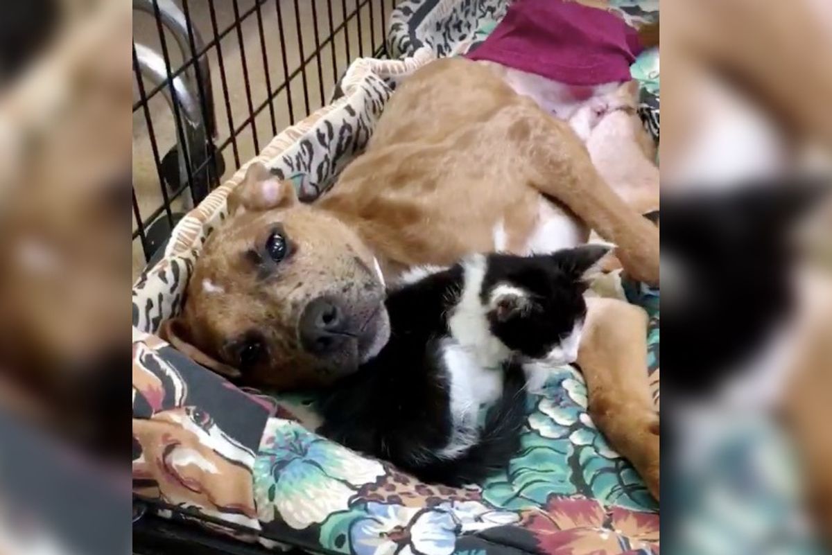 Sick Kitty Finds Comfort in Injured Dog and They Help Each Other Heal