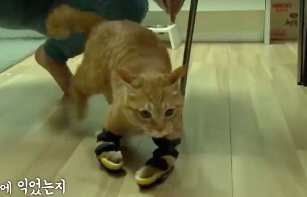 Street Cat Found Walking on His Elbows Gets Help He Needs to Thrive