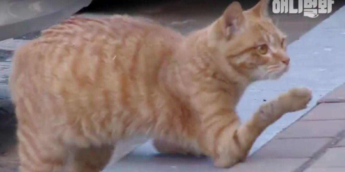 Street Cat Found Walking on His Elbows Gets Help He Needs to Thrive