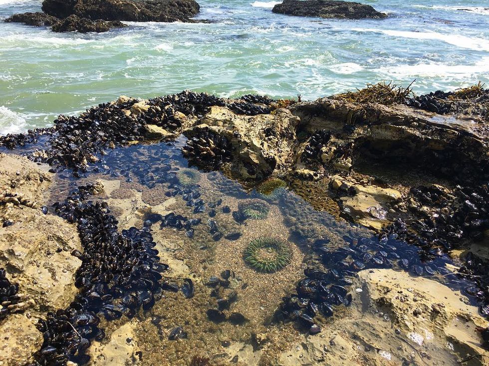 don-t-poke-the-sea-life-6-bay-area-tide-pools-to-explore-7x7-bay-area