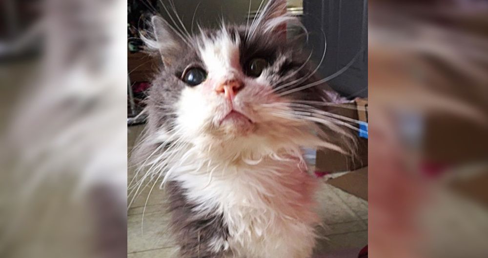 19 Year Old Unwanted Cat Can t Stop Purring After Couple Saves Him from Shelter Love Meow