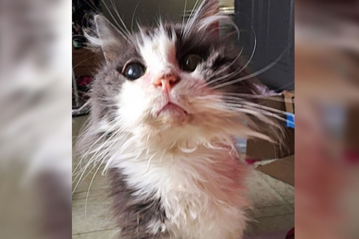 19 Year Old “Unwanted” Cat Can’t Stop Purring After Couple Saves Him from Shelter…