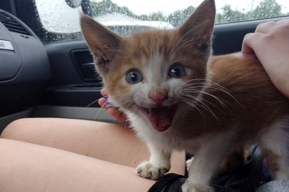 Teenage Girl Saves Abandoned Kitten from Under Shed, the Kitty Can't Stop Thanking Her..