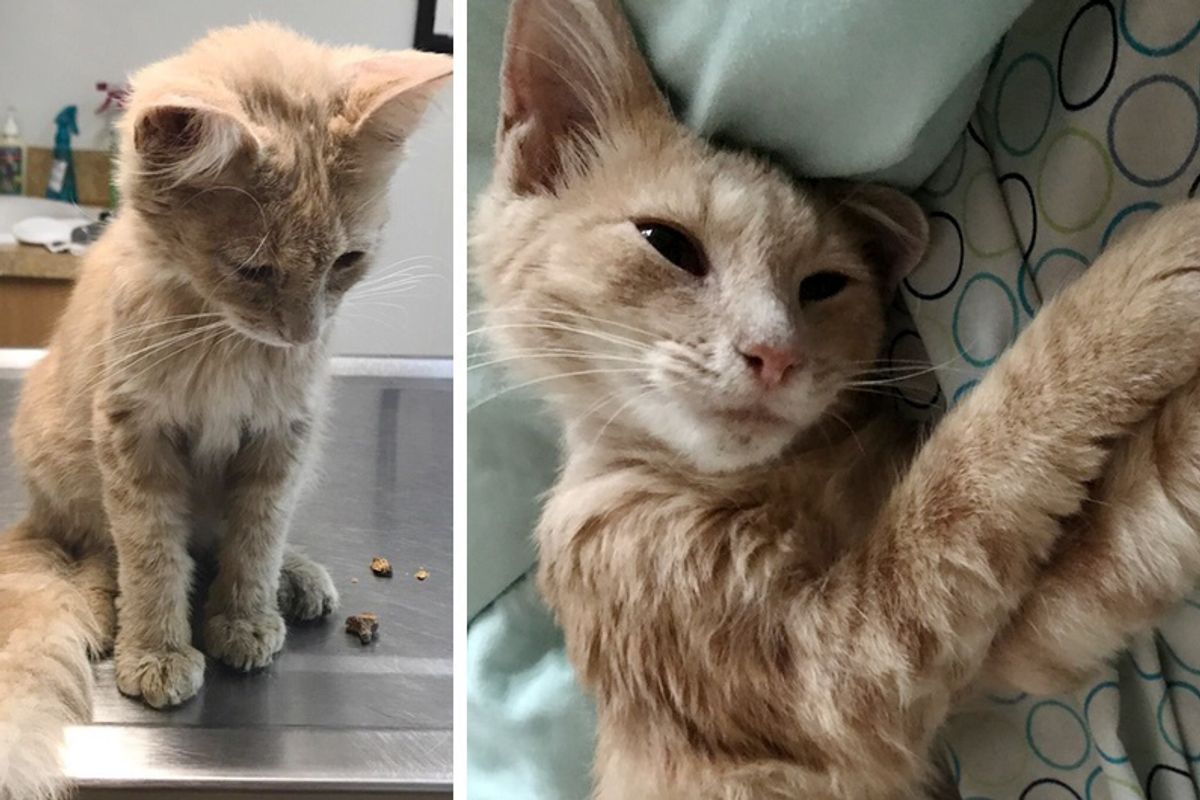Man Broken Hearted from a Breakup Finds Stray Kitten Meowing Outside His Door for Help