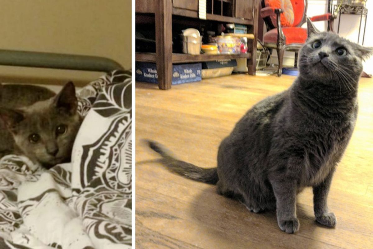 Woman Helps Stray Kitten Get Her Confidence Back in These Adorable Photos...
