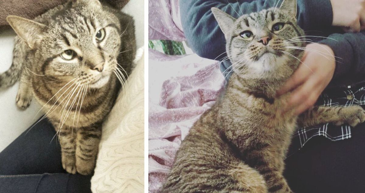 Woman Asks Shelter For Special Needs Cat But the Kitty Finds Her Instead...