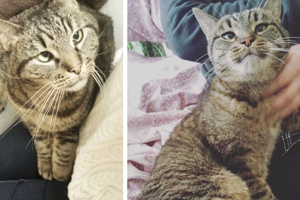 Woman Asks Shelter For Special Needs Cat But the Kitty Finds Her Instead...