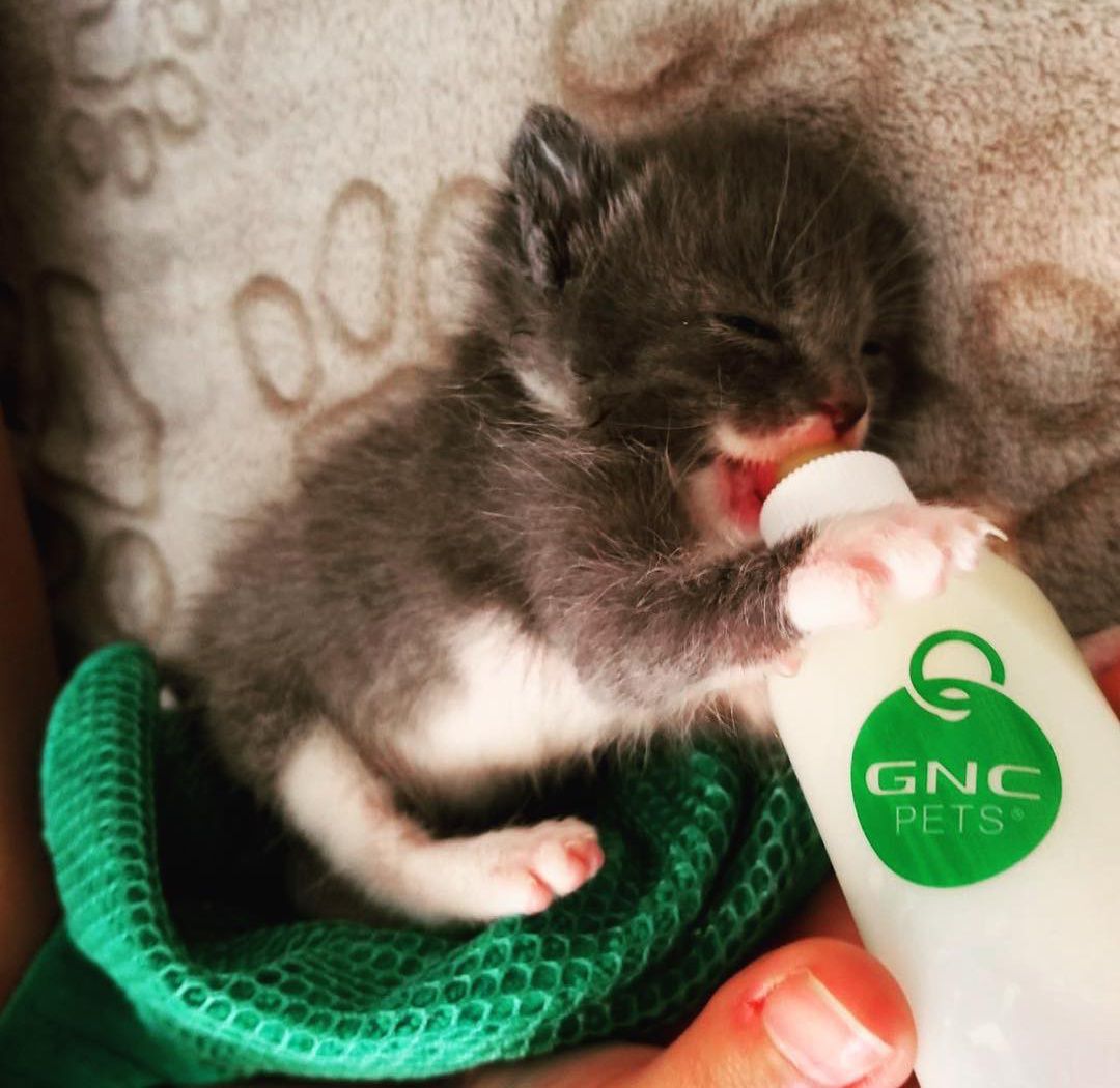 Gnc kitten outlet milk