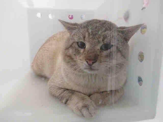 cats on death row near me