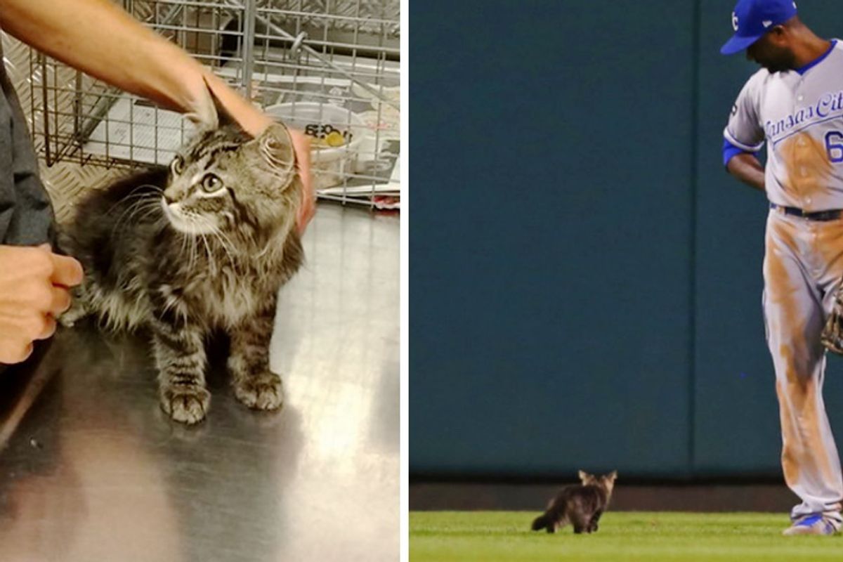 Kitten Who Surprised Baseball Players During Game Is Found with Updates and Photos!