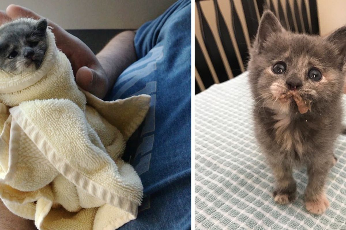 Orphaned Kitten Found at Apartment Experiences Cuddle and is Hooked, Heartwarming Photos!