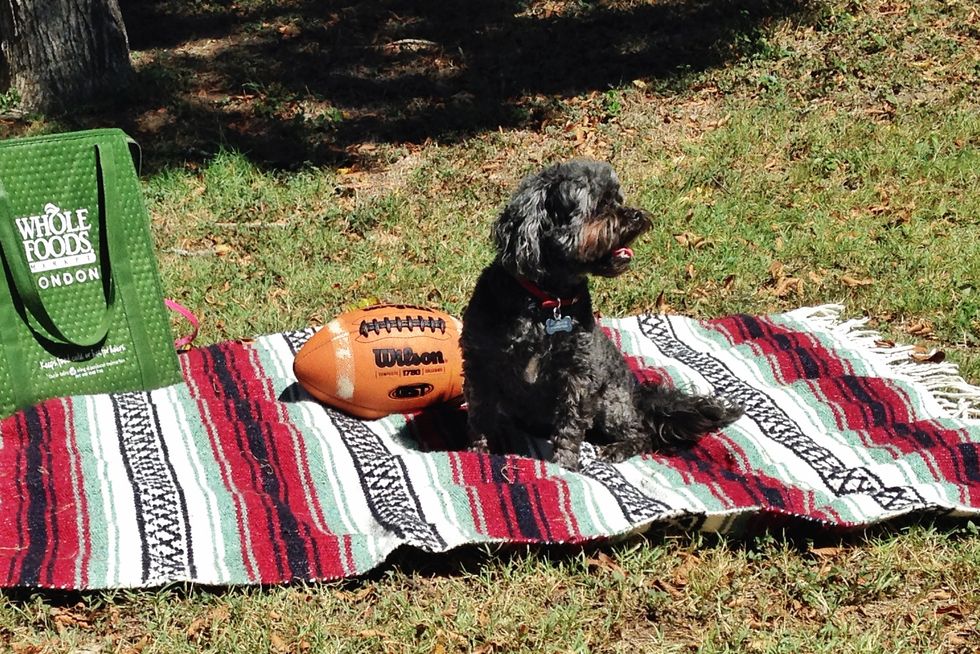 10 Reasons Why You Should Have a Dog in College