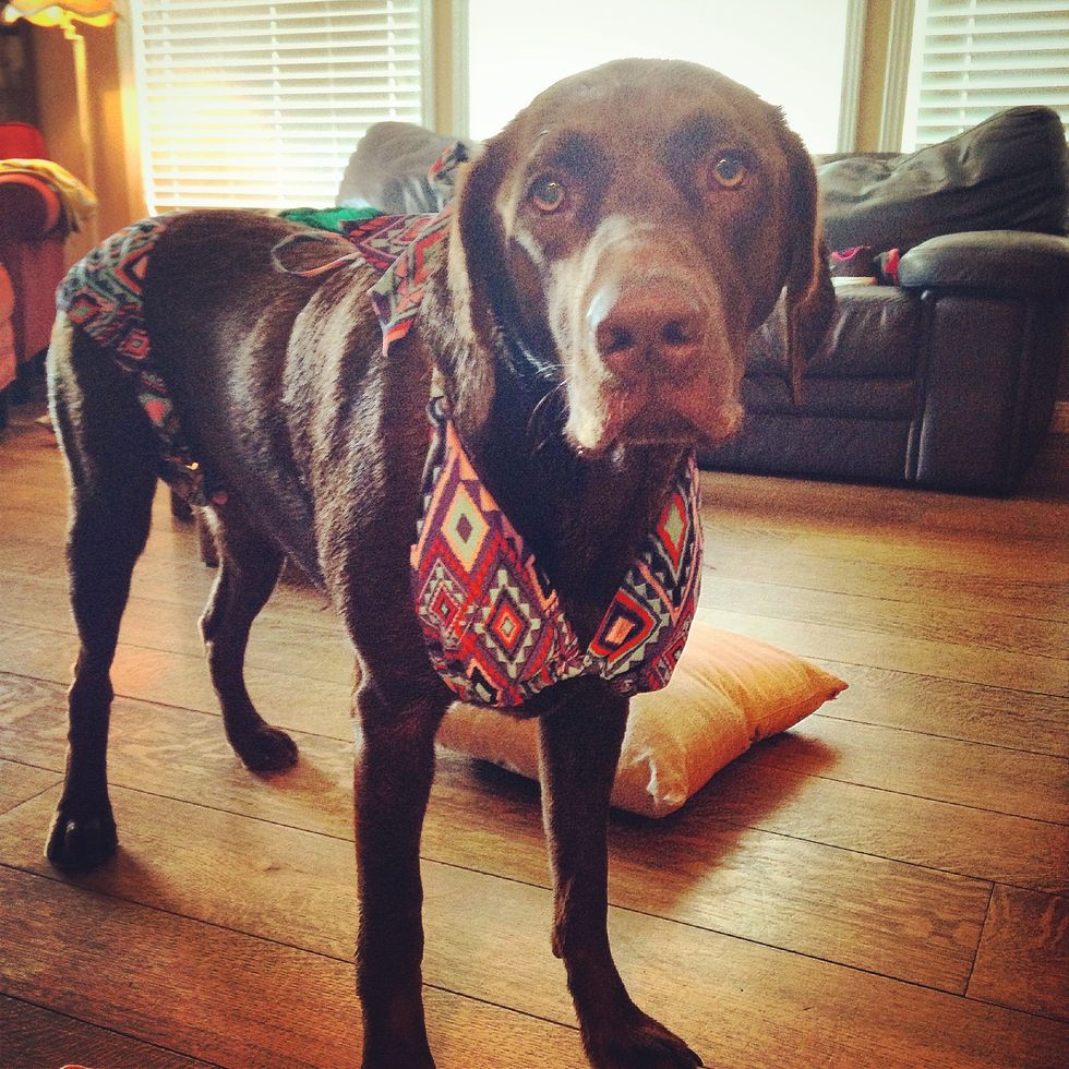 10 Reasons Why You Should Have a Dog in College