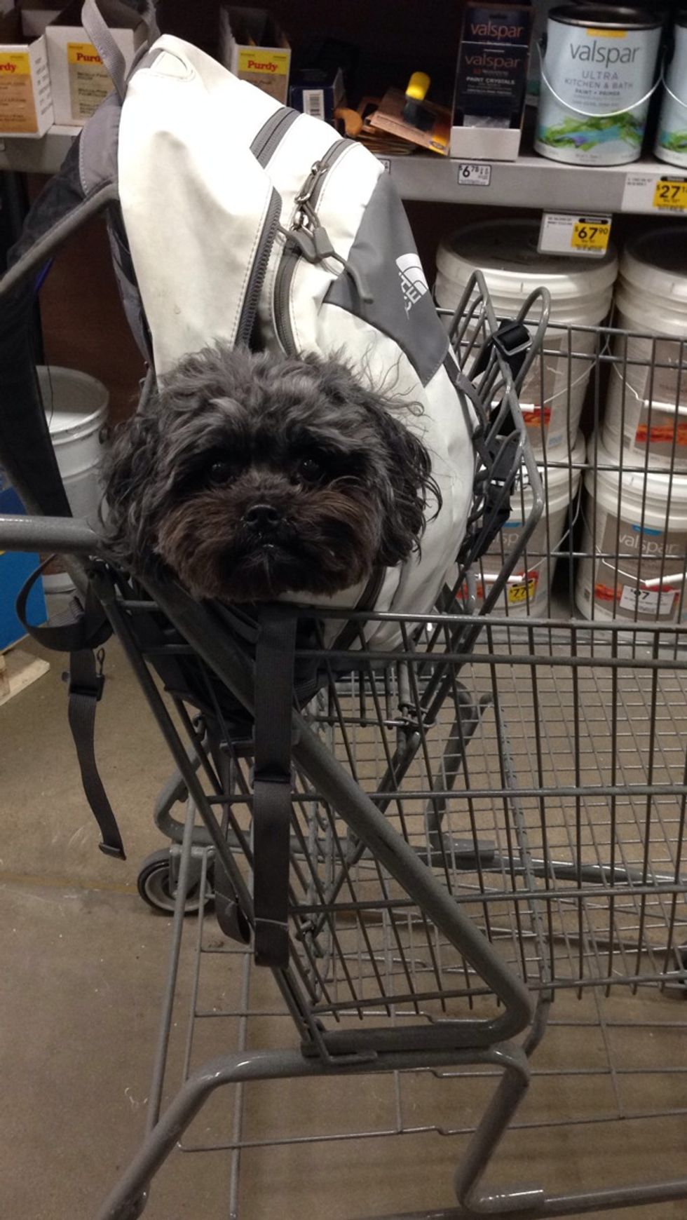 10 Reasons Why You Should Have a Dog in College