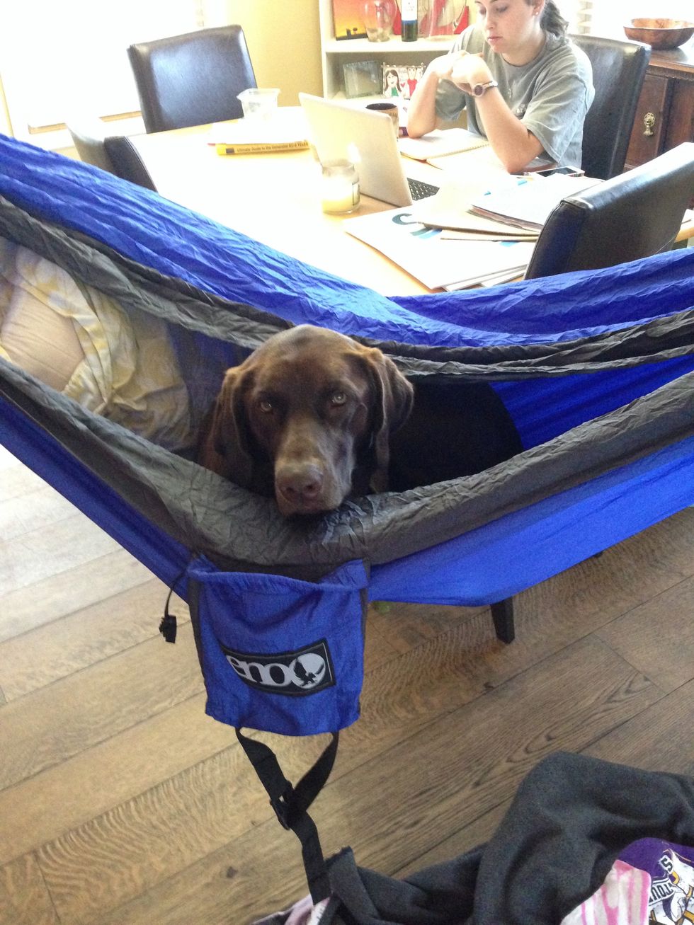 10 Reasons Why You Should Have a Dog in College