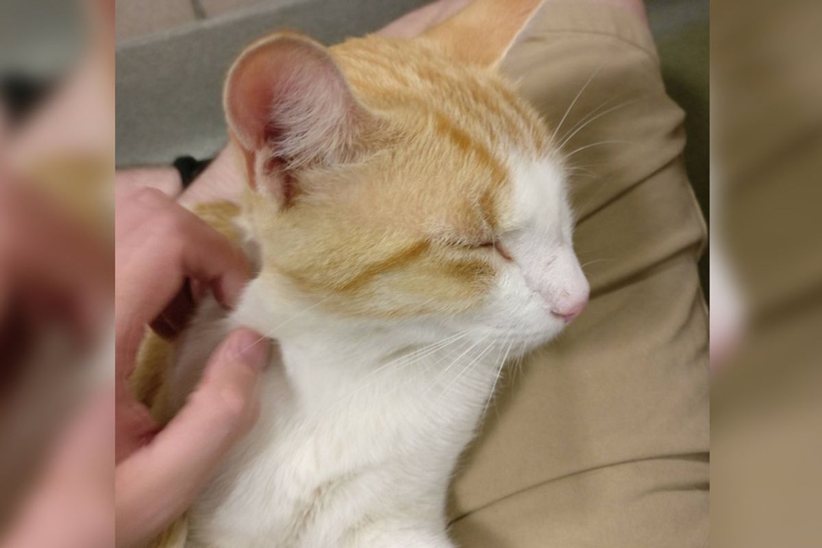 Man Takes a Chance on Extremely Shy Shelter Cat Cowering in the Corner, 90 Minutes Later This Happens…