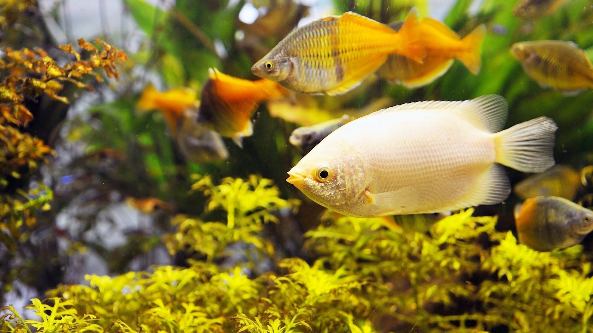 pet fish pet fish