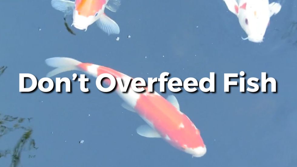 A Guide How To Take Care Of Pet Fish