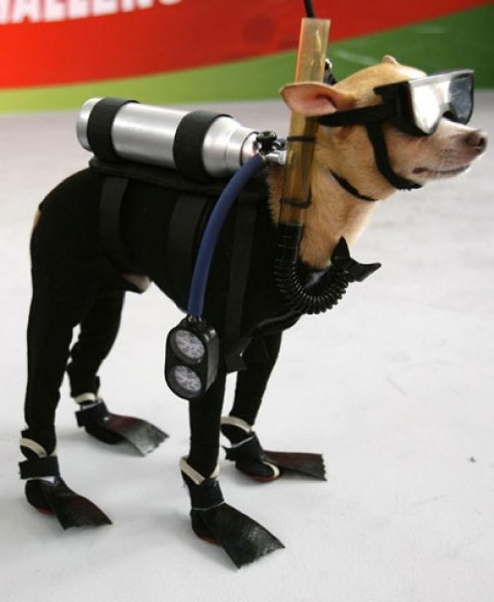 Awesome Halloween Dog Costumes