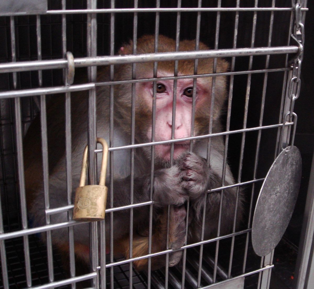 animal-testing-inhumane-and-ineffective