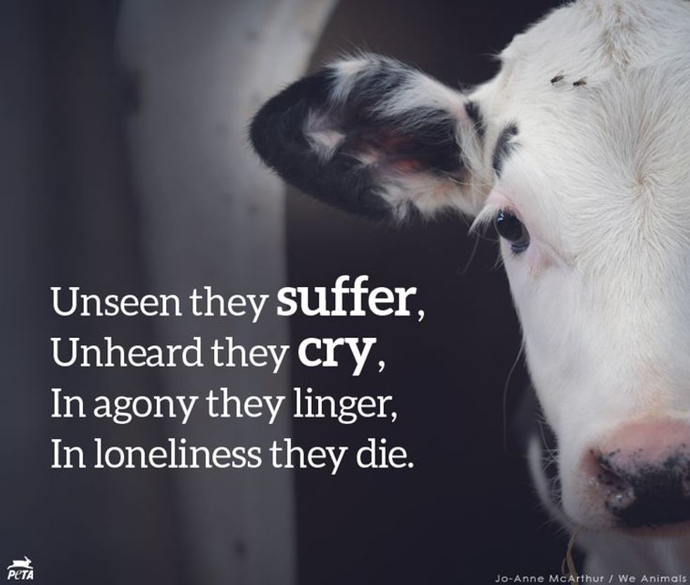 Types of Animal Cruelty and How to Prevent Them