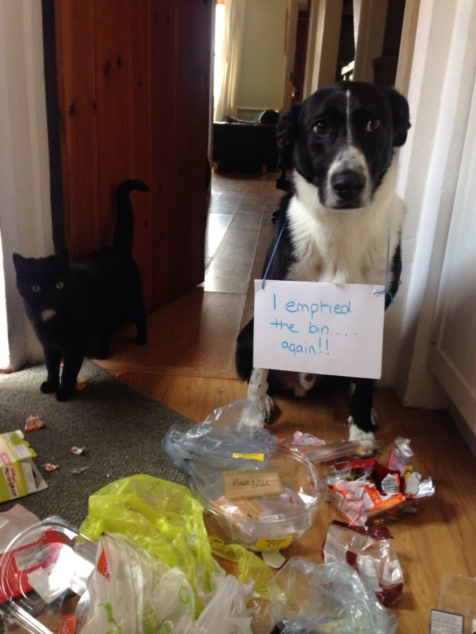 20 Pictures Of The Worst Pets Ever