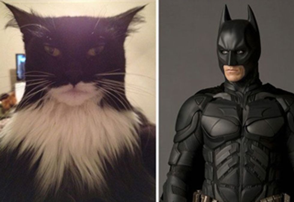 10 Celebrities As Cats