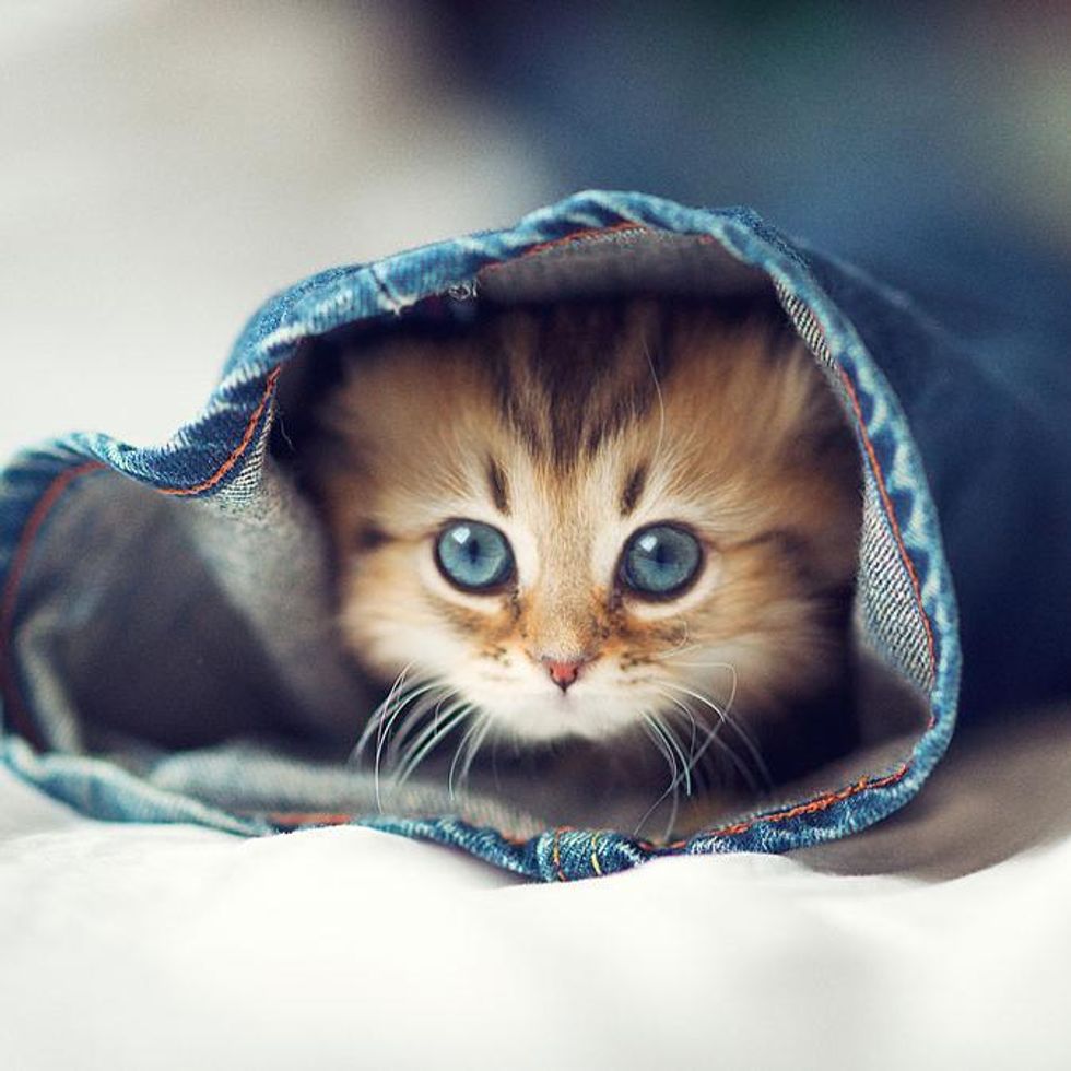 8 Reasons Cats Are The Best Pets