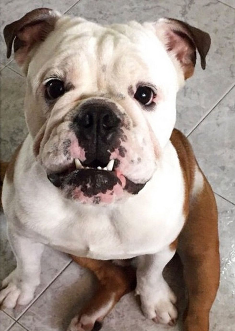8 Reasons Why English Bulldogs Are The Best Breed