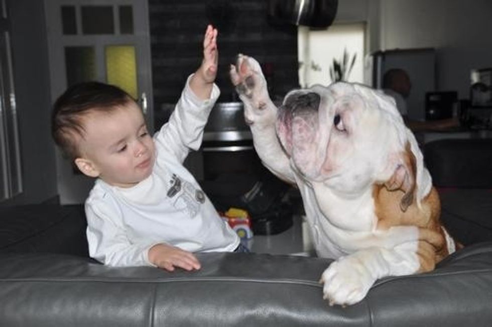 8 Reasons Why English Bulldogs Are The Best Breed