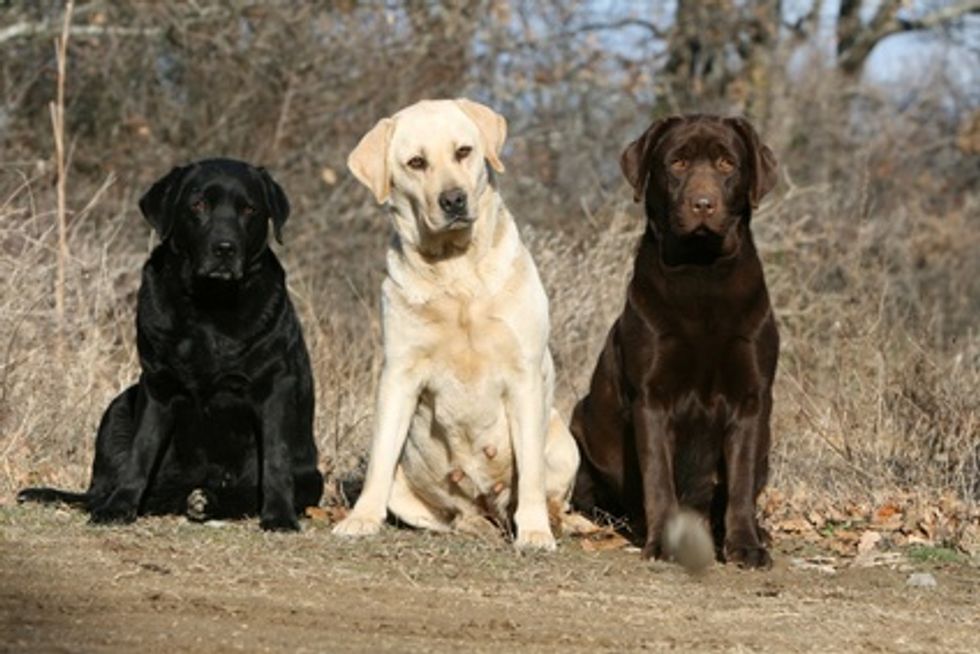 10 Reasons Why Labs Are The Best Dogs To Own